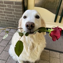 15._met_een_rode_roos_thuis_bij_de_voordeur.