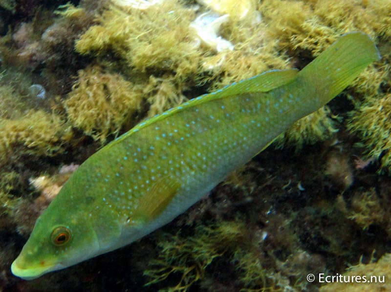 Ecritures Ecritures